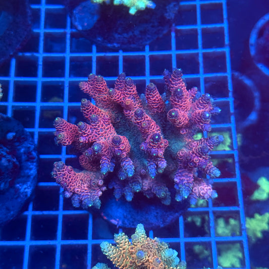 (WYSIWYG) Acropora Colony T3C7