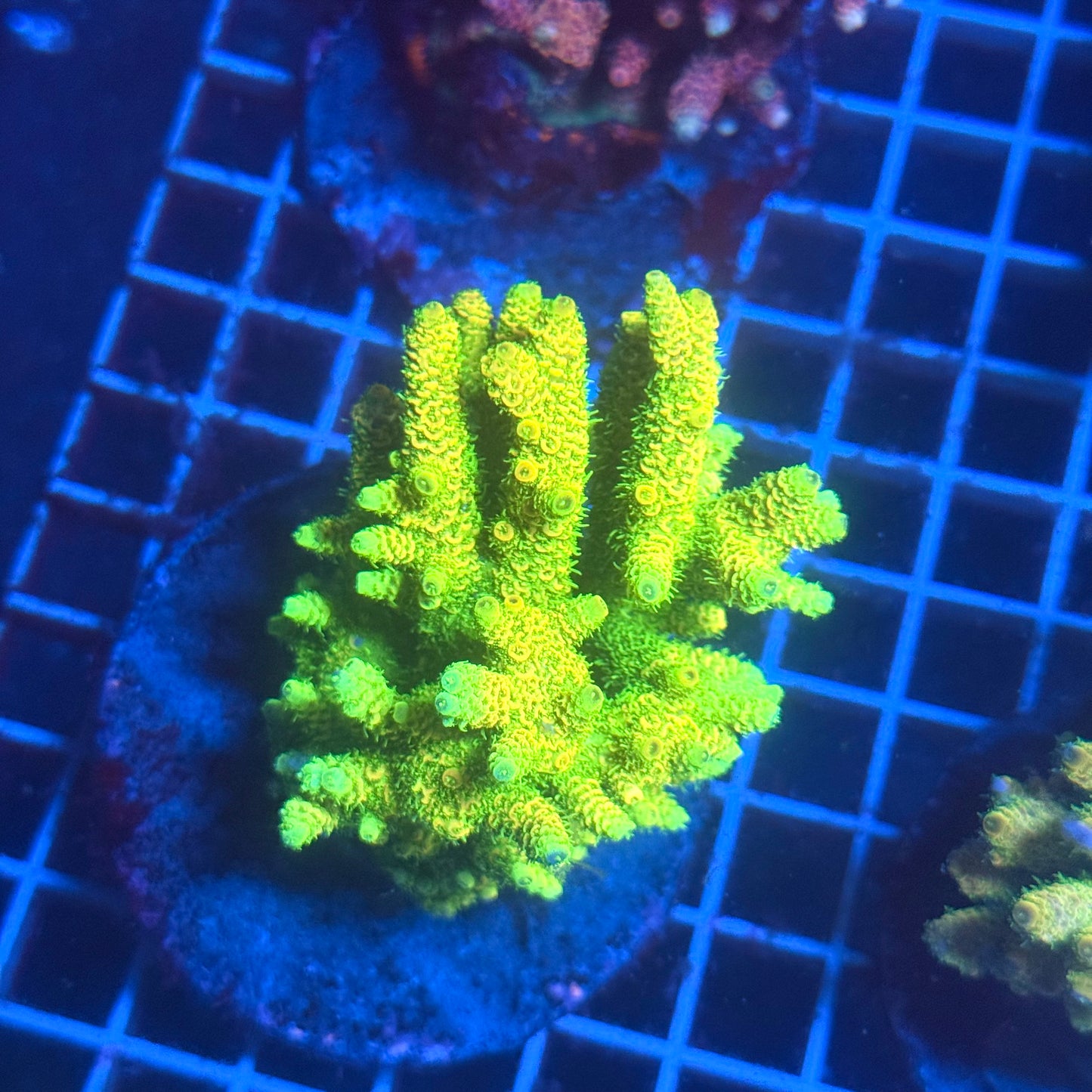 (WYSIWYG) Acropora Colony T3D1