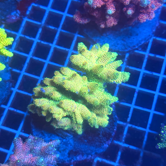 (WYSIWYG) Acropora Colony T3D2