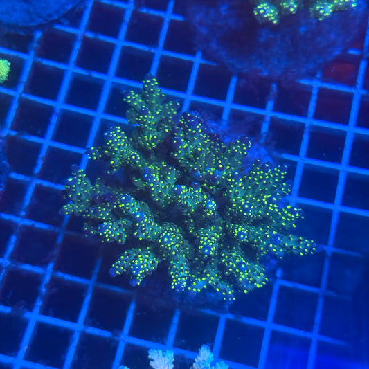 (WYSIWYG) Acropora Colony T3D3