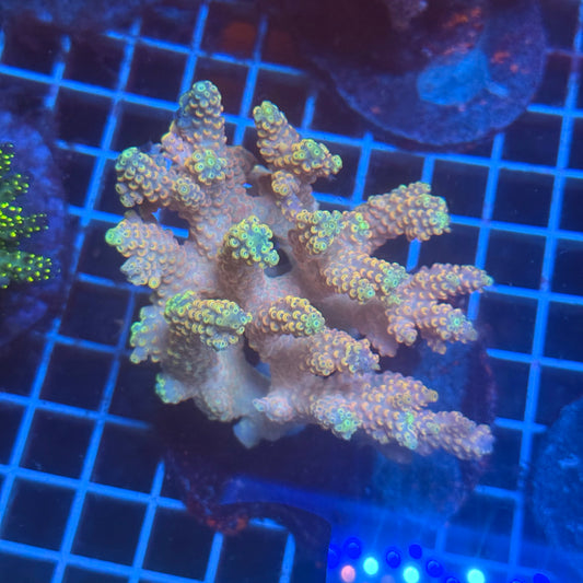 (WYSIWYG) Acropora Colony T3D4