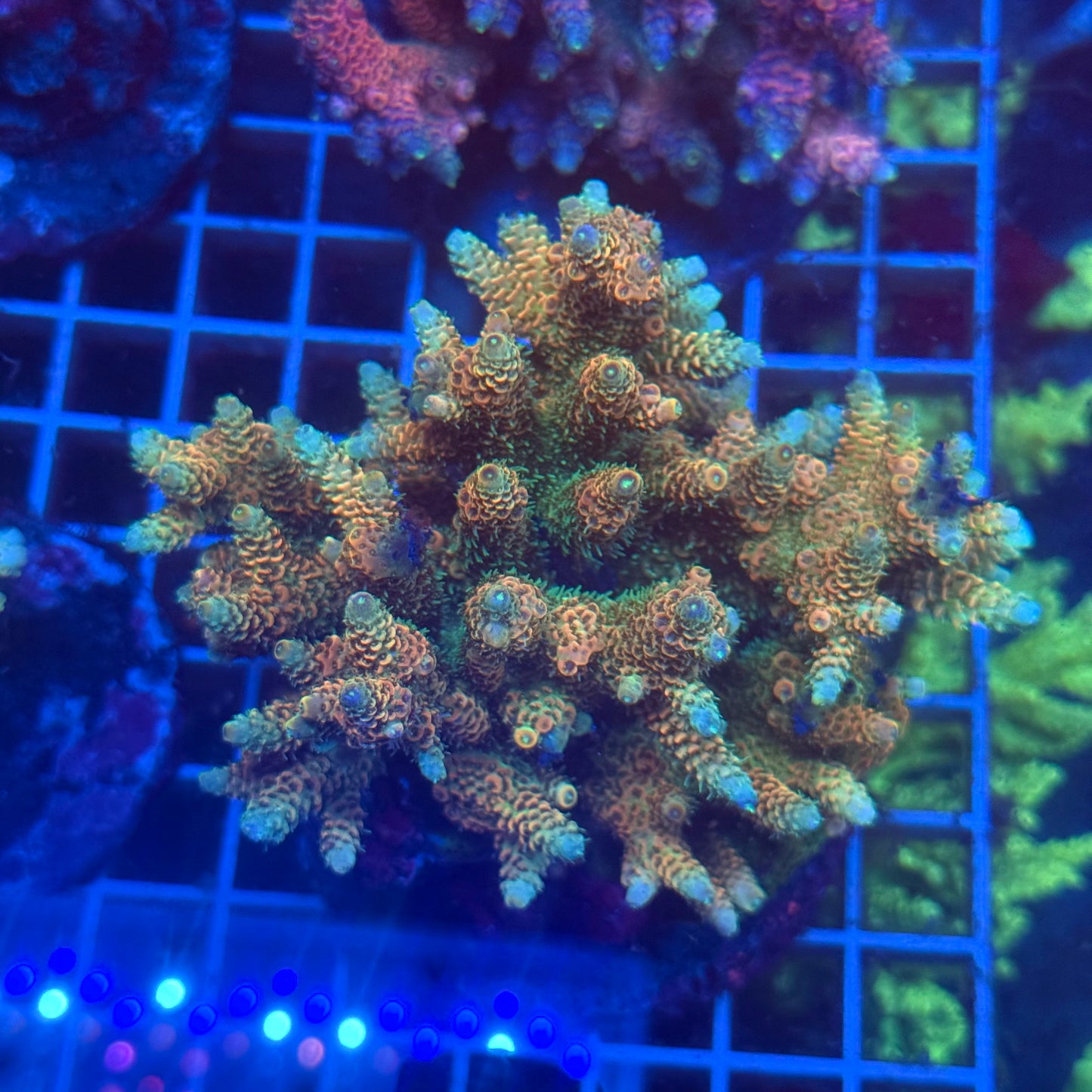 (WYSIWYG) Acropora Colony T3D6