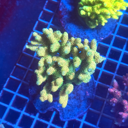 (WYSIWYG) Acropora Colony T3E1
