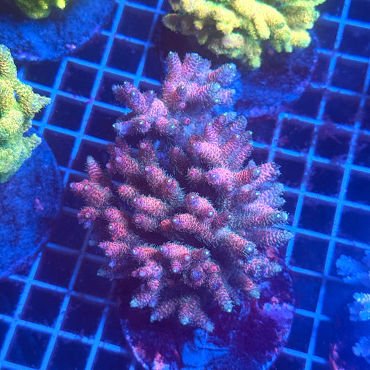 (WYSIWYG) Acropora Colony T3E2