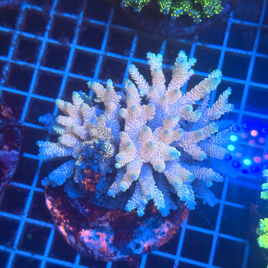 (WYSIWYG) Acropora Colony T3E3