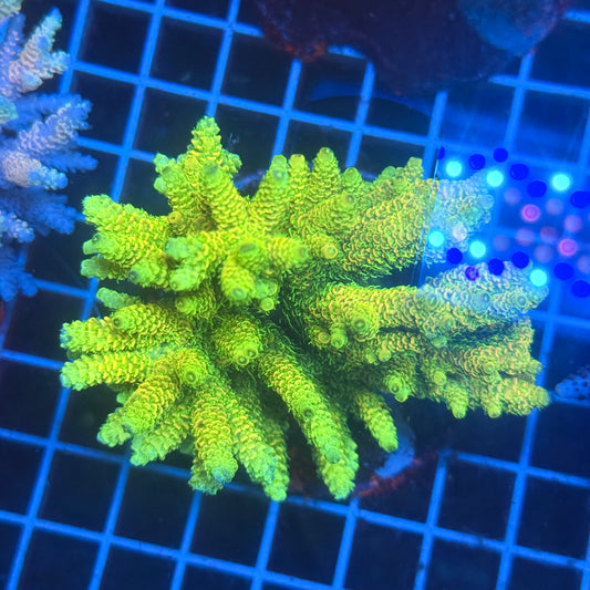 (WYSIWYG) Acropora Colony T3E4