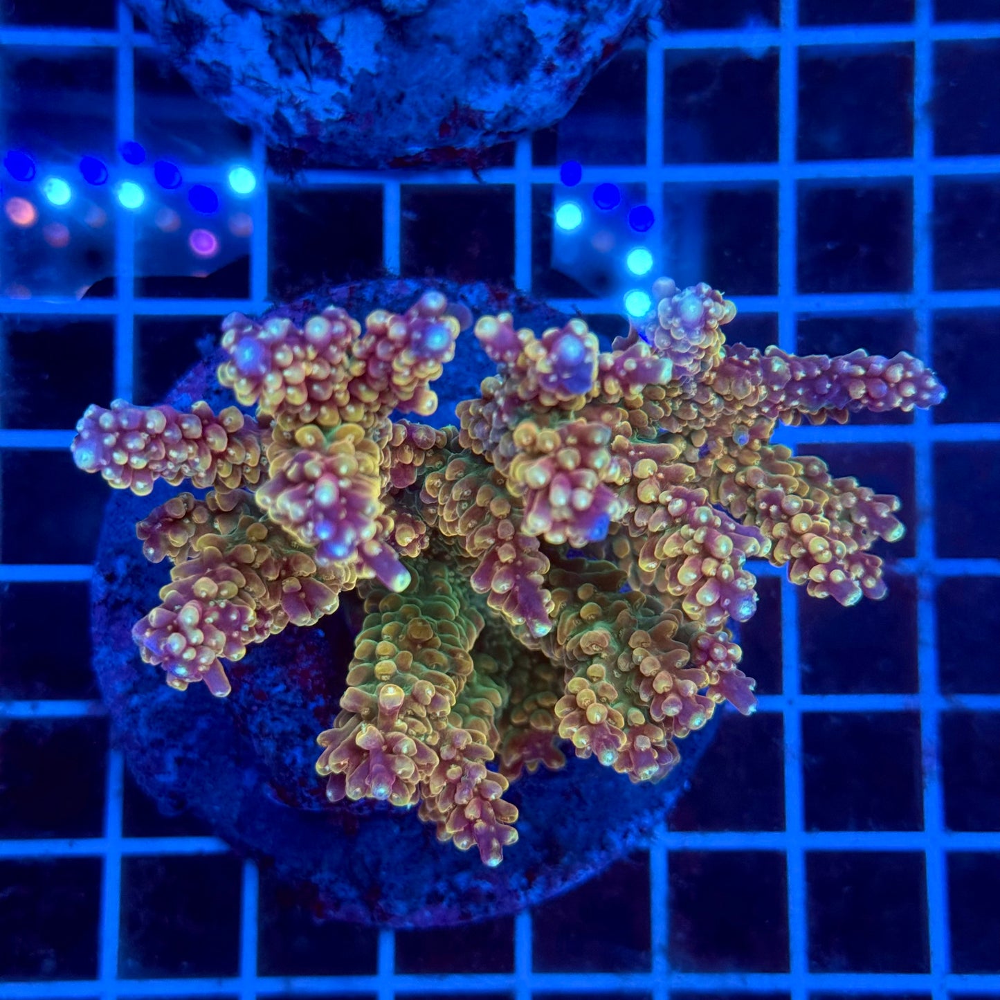 (WYSIWYG) Acropora Colony T3E5