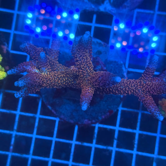 (WYSIWYG) Acropora Colony T3E5