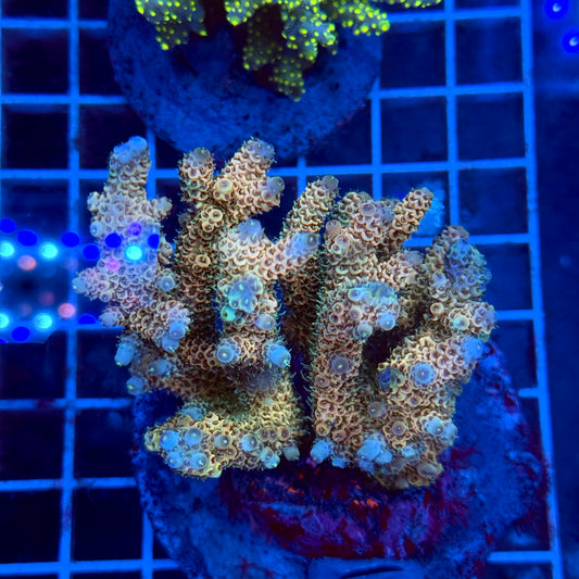 (WYSIWYG) Acropora Colony T3E6