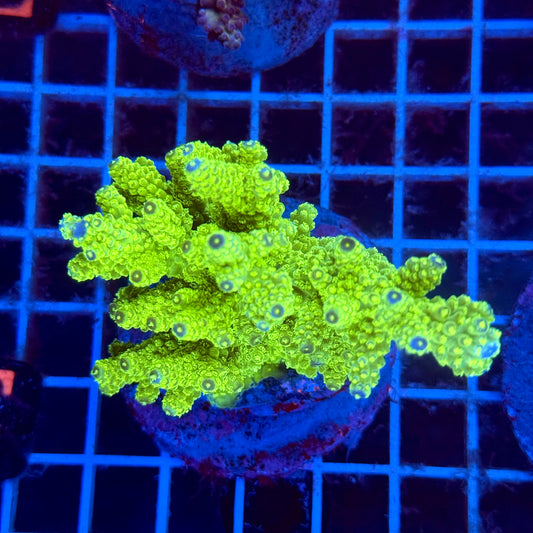 (WYSIWYG) Acropora Colony T3F1