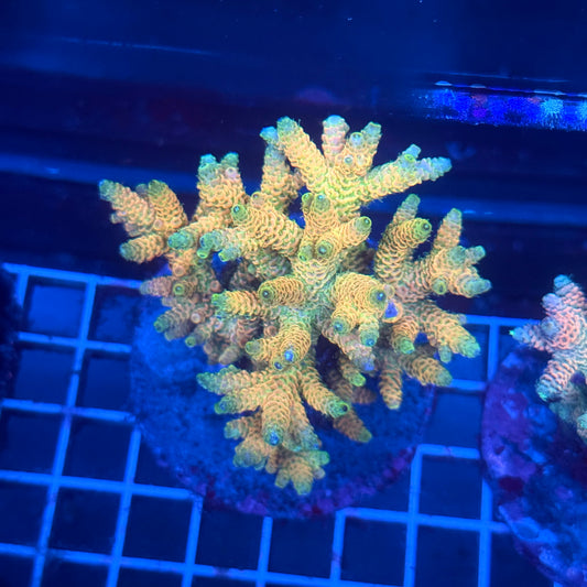 (WYSIWYG) Acropora Colony T3F2