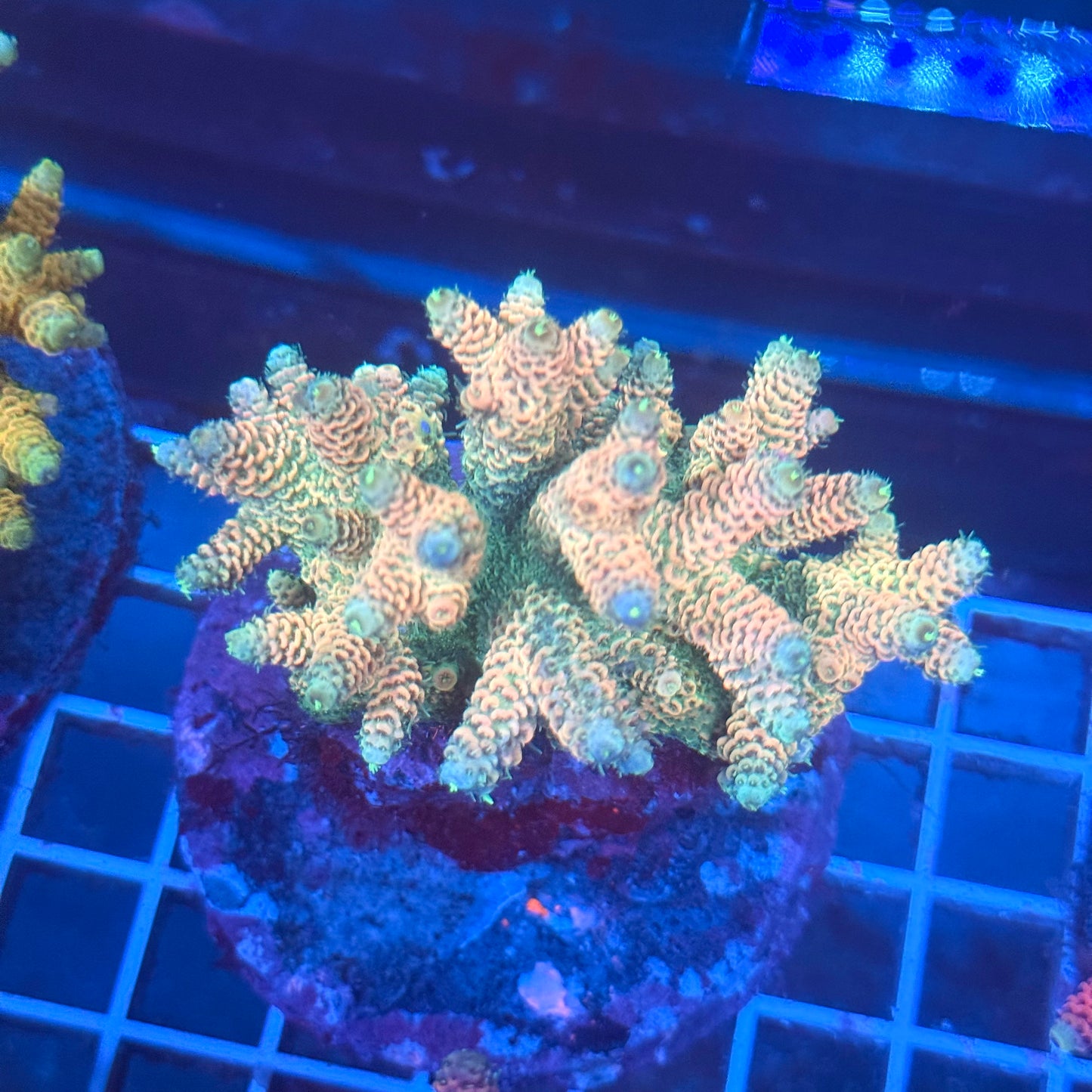 (WYSIWYG) Acropora Colony T3F3