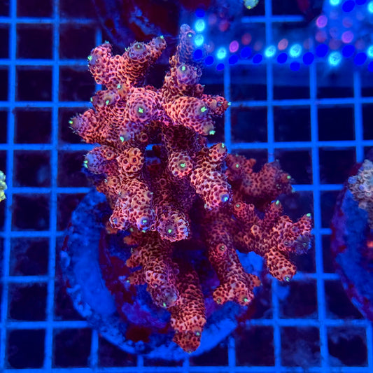 (WYSIWYG) Acropora Colony T3F3
