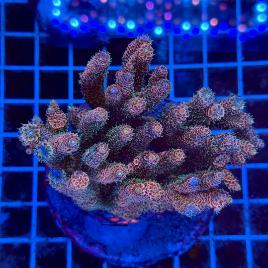 (WYSIWYG) Acropora Colony T3F4