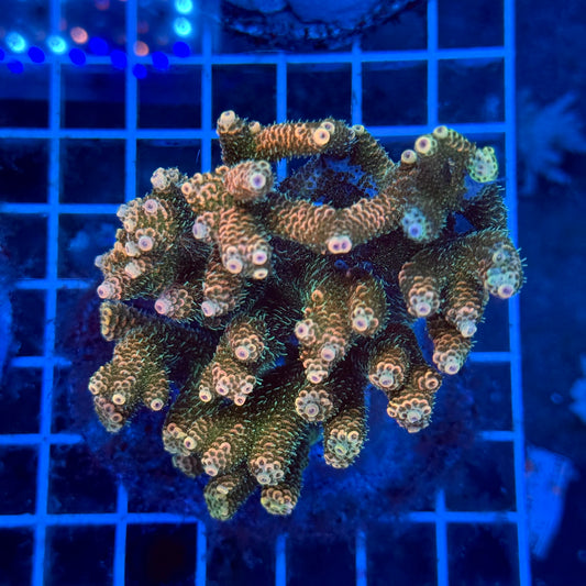 (WYSIWYG) Acropora Colony T3F6