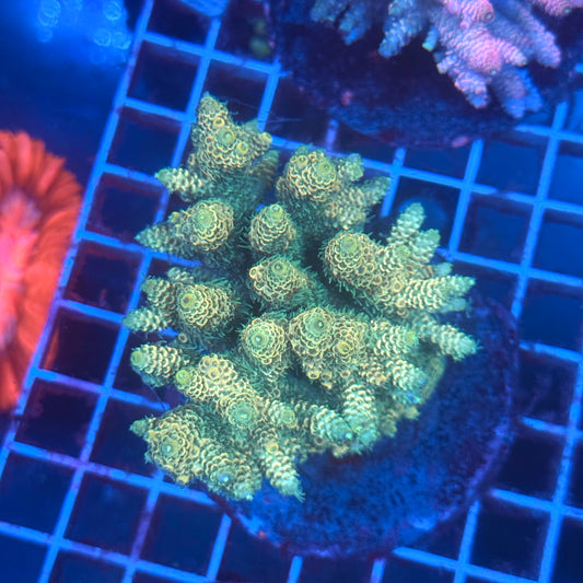 (WYSIWYG) Acropora Colony T3G1