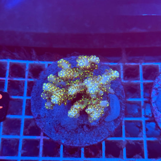 (WYSIWYG) Acropora Colony T3G1