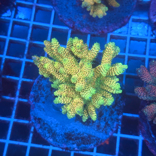 (WYSIWYG) Acropora Colony T3G2