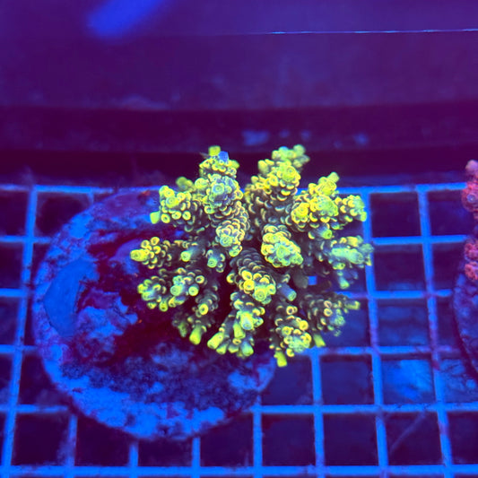 (WYSIWYG) Acropora Colony T3G2