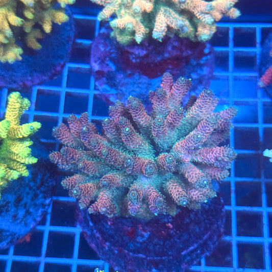 (WYSIWYG) Acropora Colony T3G3