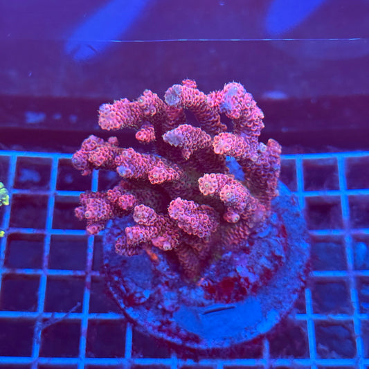 (WYSIWYG) Acropora Colony T3G3