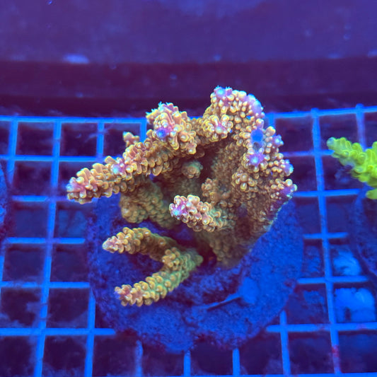 (WYSIWYG) Acropora Colony T3G4