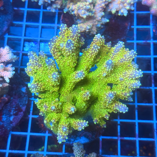(WYSIWYG) Acropora Colony T3G5