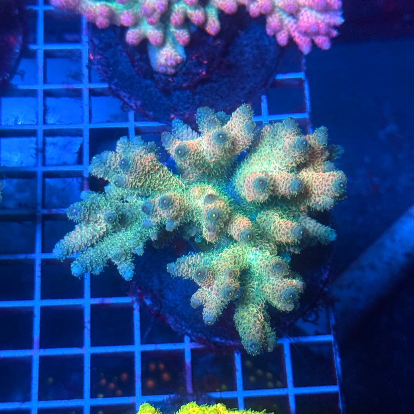 (WYSIWYG) Acropora Colony T3G6