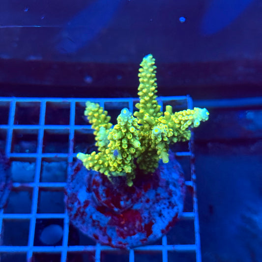 (WYSIWYG) Acropora Colony T3G6
