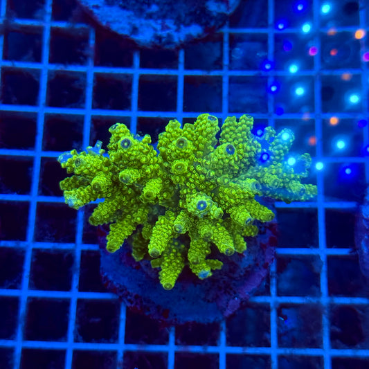 (WYSIWYG) Acropora Colony T3H2