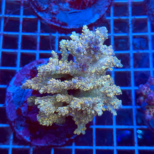 (WYSIWYG) Acropora Colony T3H3