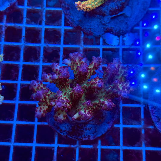 (WYSIWYG) Acropora Colony T3H4