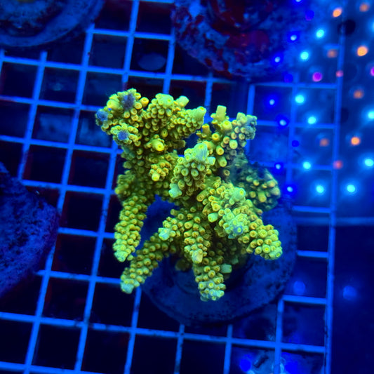 (WYSIWYG) Acropora Colony T3H6