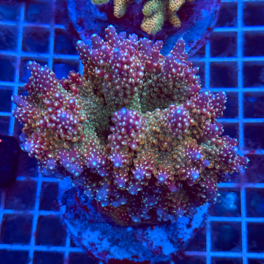 (WYSIWYG) Acropora Colony T3I1