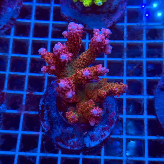 (WYSIWYG) Acropora Colony T3I2