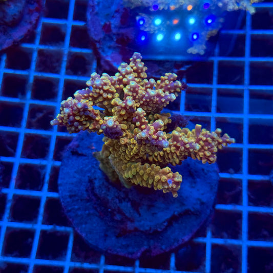 (WYSIWYG) Acropora Colony T3I3
