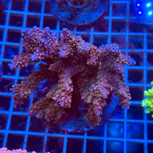 (WYSIWYG) Acropora Colony T3I4