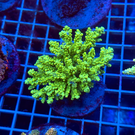 (WYSIWYG) Acropora Colony T3I5