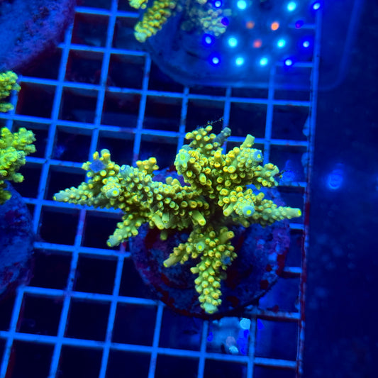 (WYSIWYG) Acropora Colony T3I6
