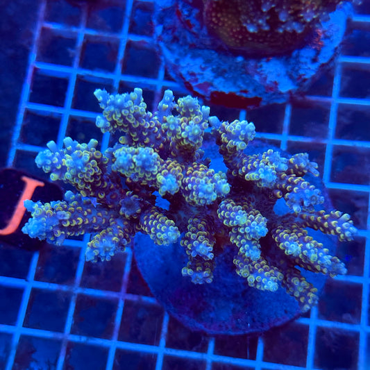 (WYSIWYG) Acropora Colony T3J1