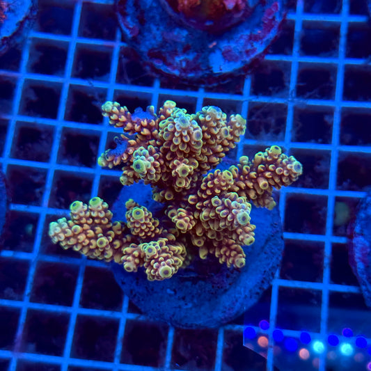 (WYSIWYG) Acropora Colony T3J2