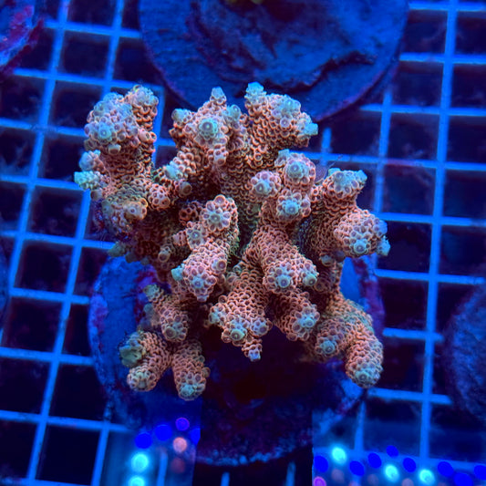 (WYSIWYG) Acropora Colony T3J3