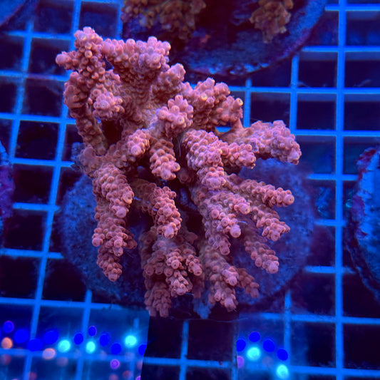 (WYSIWYG) Acropora Colony T3J4