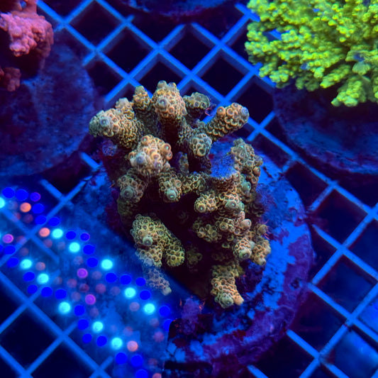 (WYSIWYG) Acropora Colony T3J5