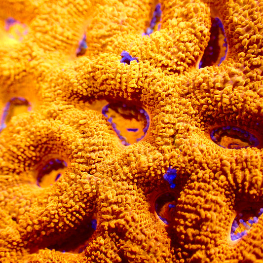 Tangerine Acan Frag