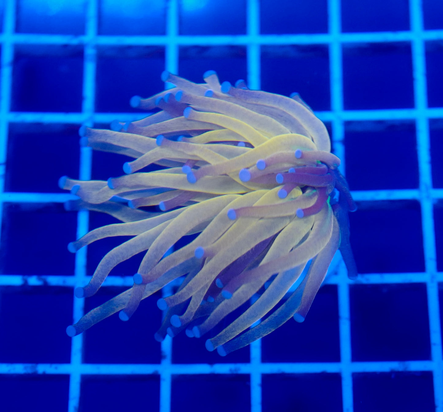 (WYSIWYG) Tiger Torch A1