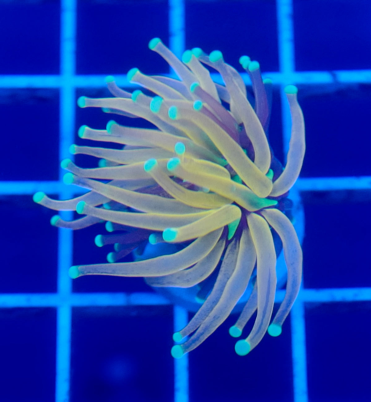 (WYSIWYG) Tiger Torch A3