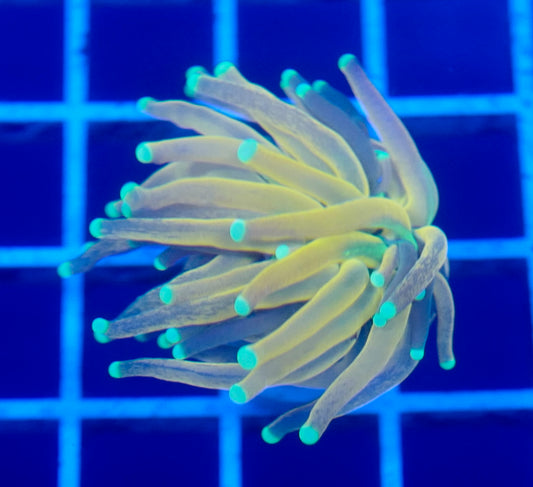 (WYSIWYG) Tiger Torch A4