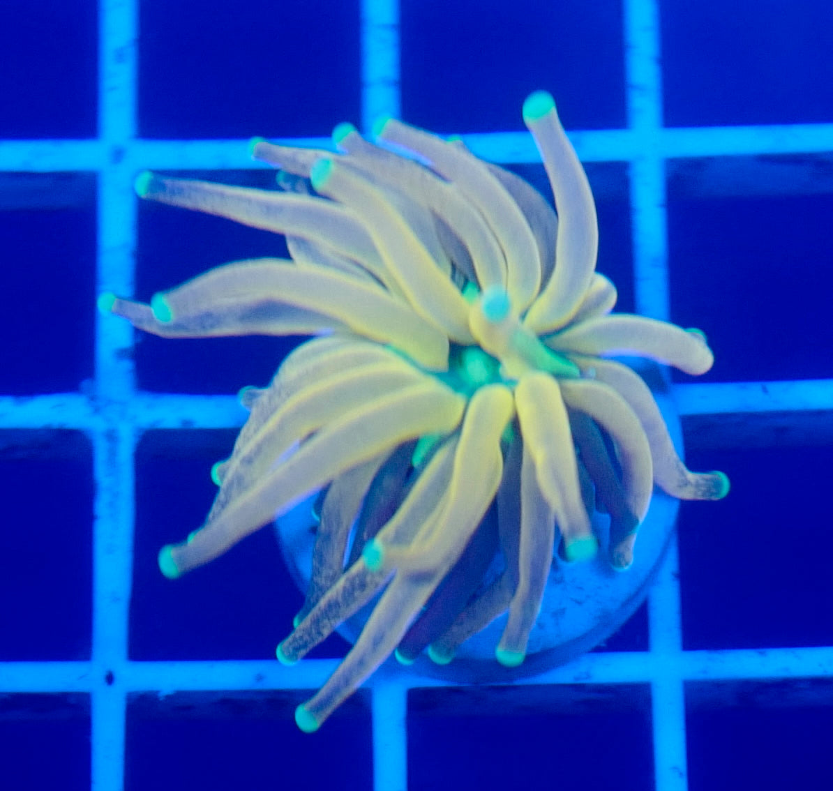 (WYSIWYG) Tiger Torch A5