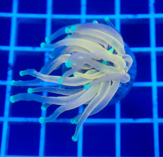 (WYSIWYG) Tiger Torch B1